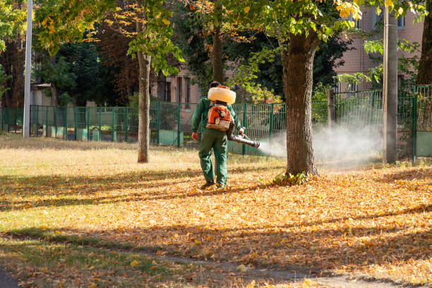 Best Local Pest Control Services  in Lake Shore, WA