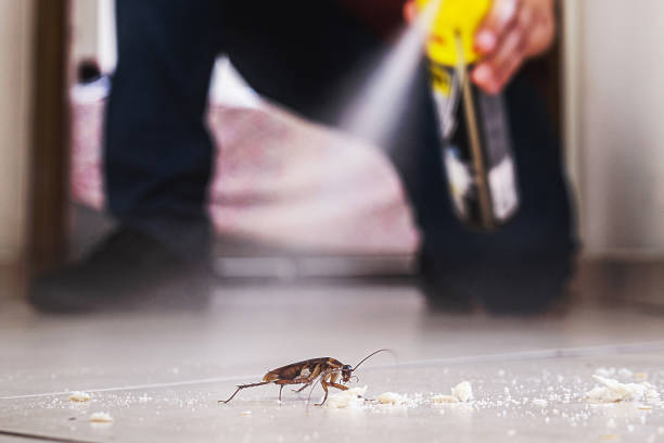 Professional Pest Control in Lake Shore, WA