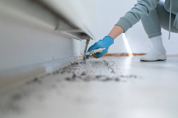 Pest Prevention Services in Lake Shore, WA