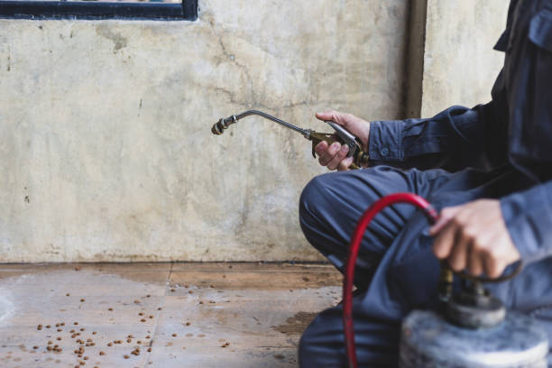 Wasp Removal Services in Lake Shore, WA